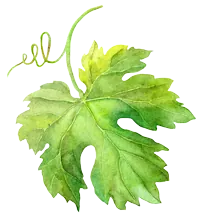 grünes Weinblatt